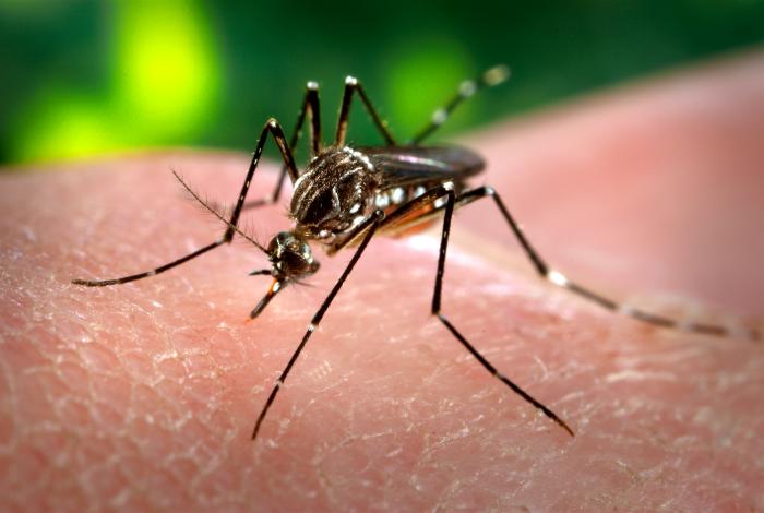 科学家警告：气候变化或加快“传病蚊”的全球入侵潜力