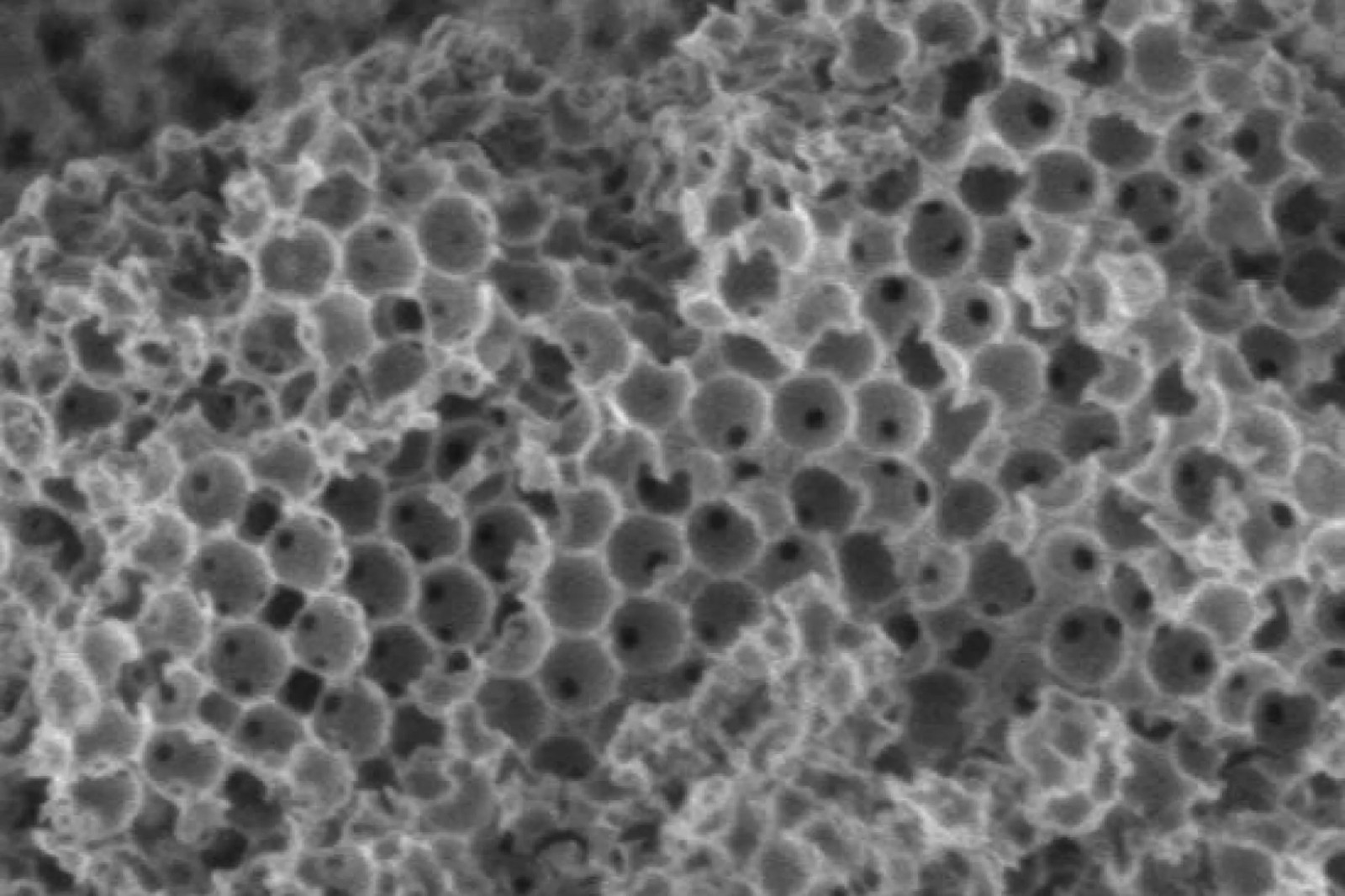 新开发的微型海绵能以极其经济的方法将废弃食用油转化成生物柴油