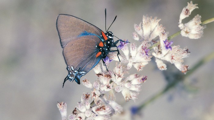 蝴蝶正在美国西部消失 但不是像科学家们想象的那样