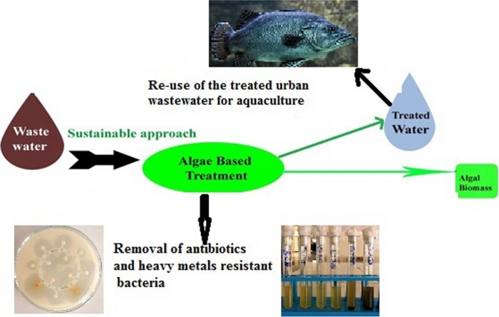 研究发现利用藻类净化后的废水可被用于水产养殖
