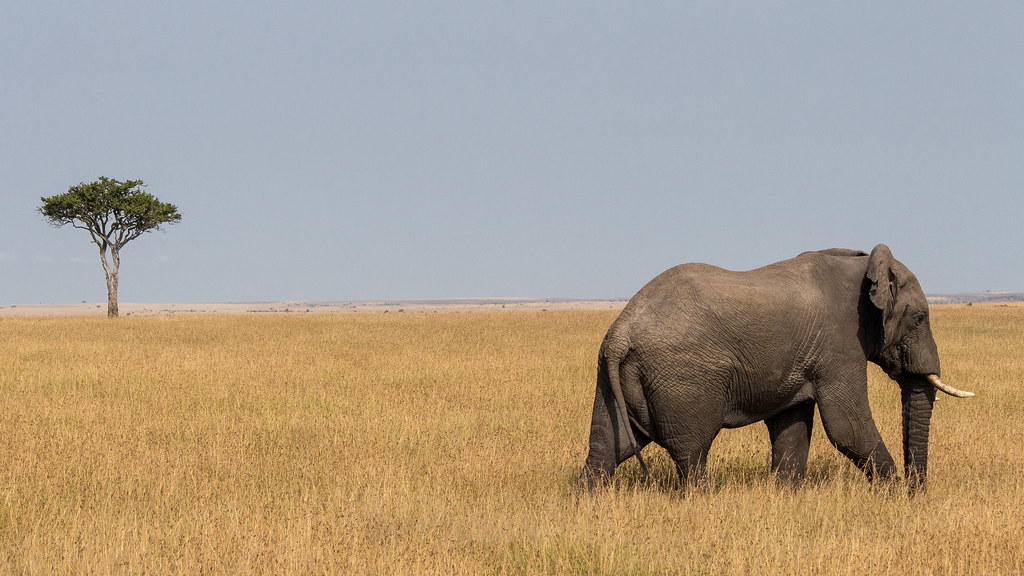 盜獵威脅仍在 兩非洲象獨立物種雙雙落入瀕危等級