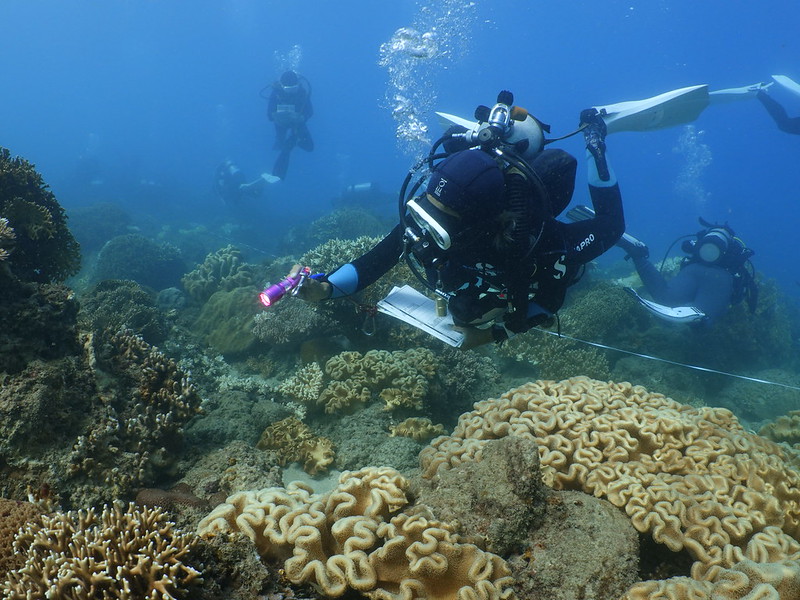 2020台灣珊瑚礁體檢報告：海水溫度飆高加上無颱風 釀成史上最大珊瑚白化