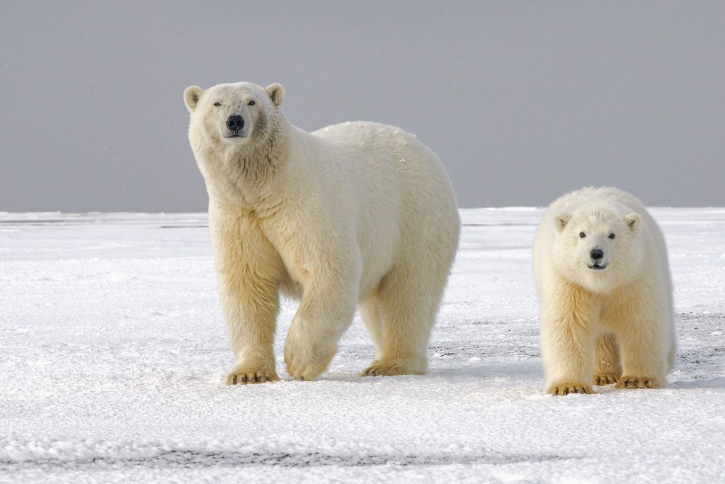暖化讓動物也「過勞」 研究：北極熊、獨角鯨花四倍力氣求生存