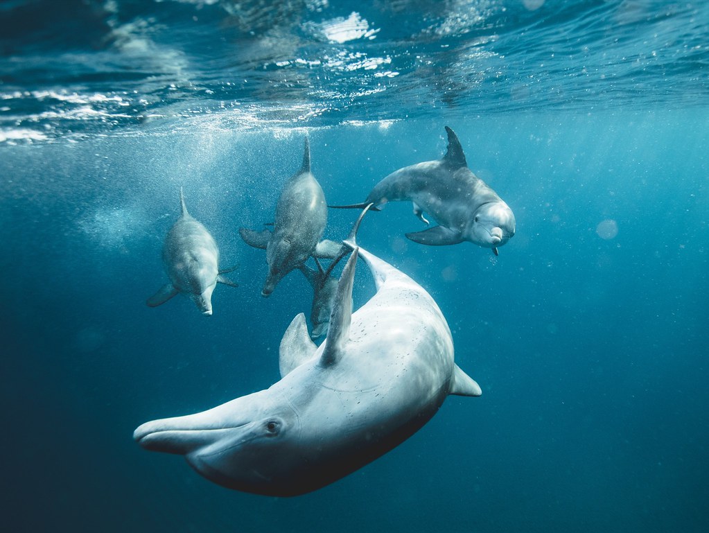 鯨豚調查局：有科學證據，才能理性討論鯨豚保育——專訪台大獸醫學院教授楊瑋誠