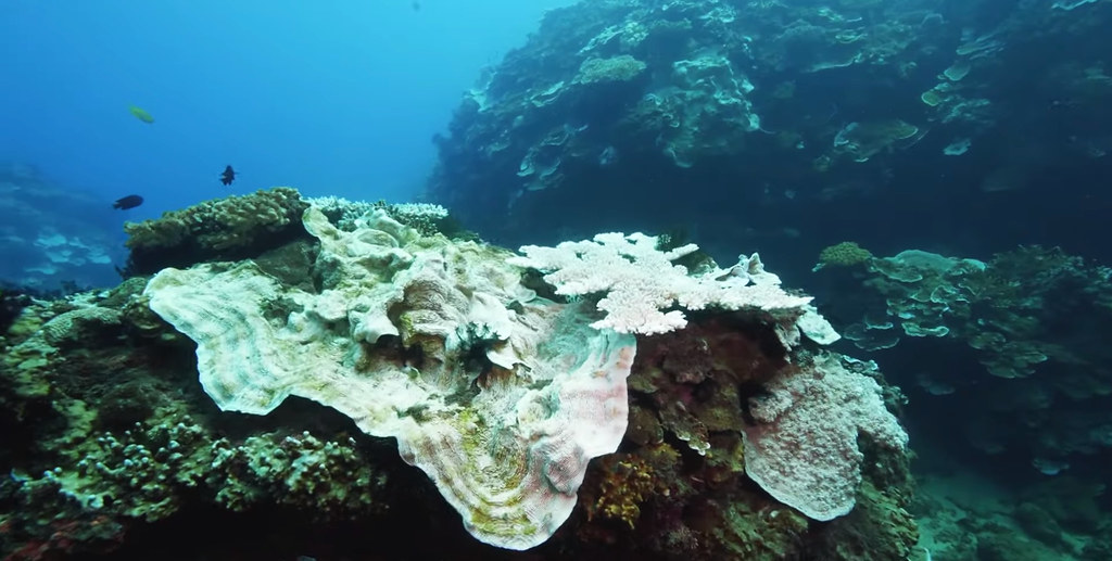 監測台灣珊瑚白化危機 綠色和平：10株有6株未能完全復原