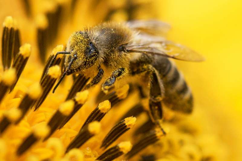 搶救蜜蜂大作戰》亂糟糟才自然！德國環保新政：打造「野花草地」提升生物多樣性