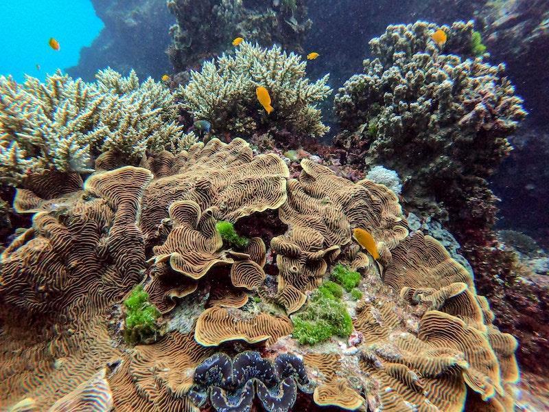澳洲大堡礁恐因「氣候變遷」列為瀕危世界遺產？生態報告出爐：前景堪憂