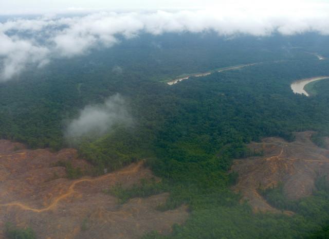 英、美與挪威救雨林 投入10億美元基金