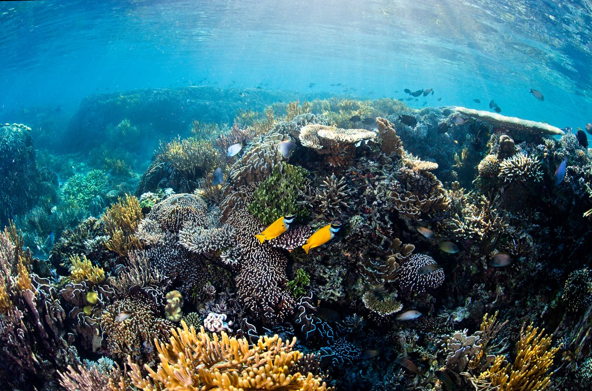 《全球海洋公約》是保護海洋的希望，超過40國家共同聲援