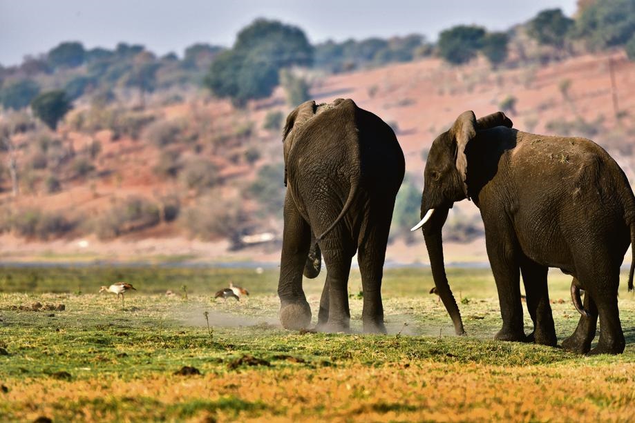 News24.com | ‘Should we rather kill people?’ – Botswana defends elephant hunting decision