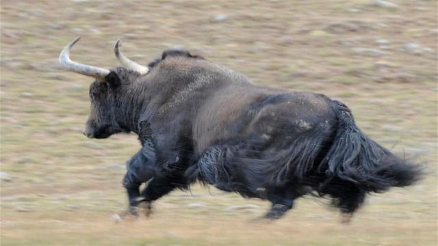  中国最“凶悍”的一种牛：舌头都是武器，被列入我国一级保护动物