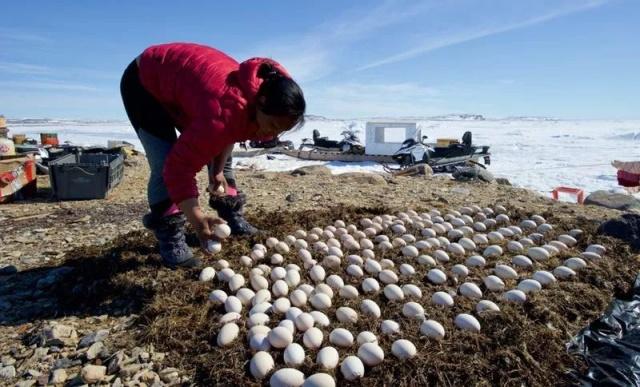 白色污染恶化 北极地区鸟蛋中被发现化学添加剂
