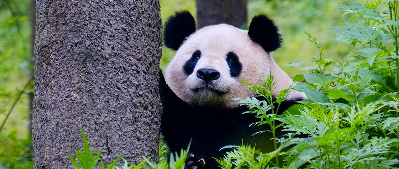 30集大熊猫保护科普知识短视频《你好！大熊猫》即将播出