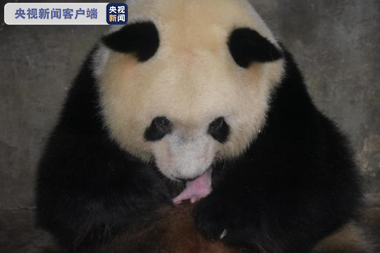 秦岭大熊猫诞下“全运会宝宝”
