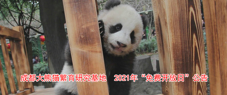 成都大熊猫繁育研究基地 2021年“免费开放日”公告