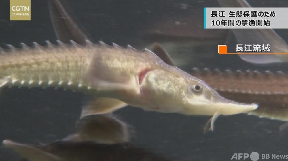 動画：生態保護のため10年間の禁漁開始 長江