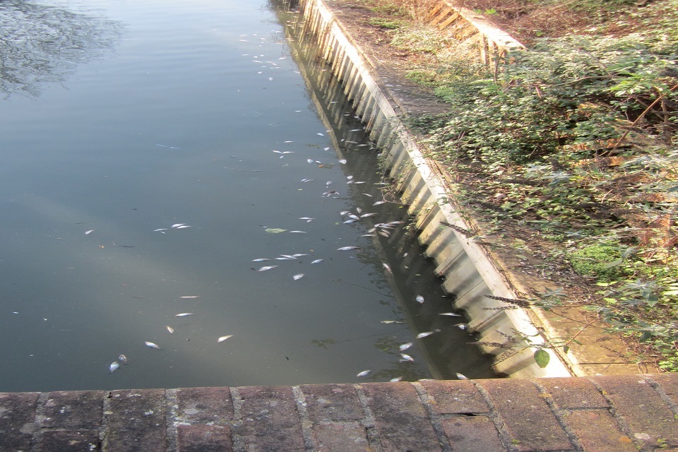 Companies hit with fines after sewage kills thousands of fish