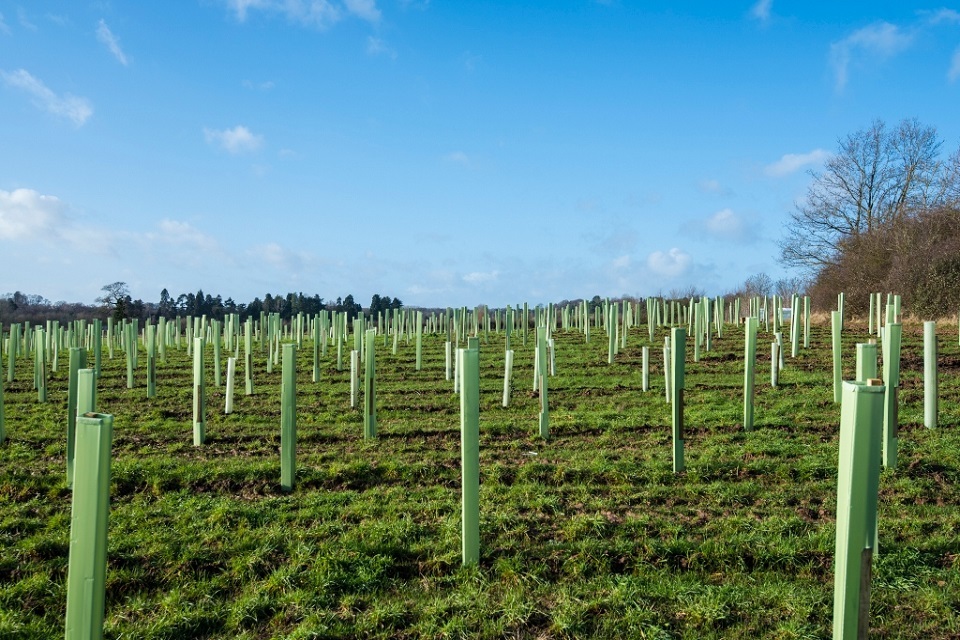 England Woodland Creation Offer to transition into Local Nature Recovery scheme in 2025