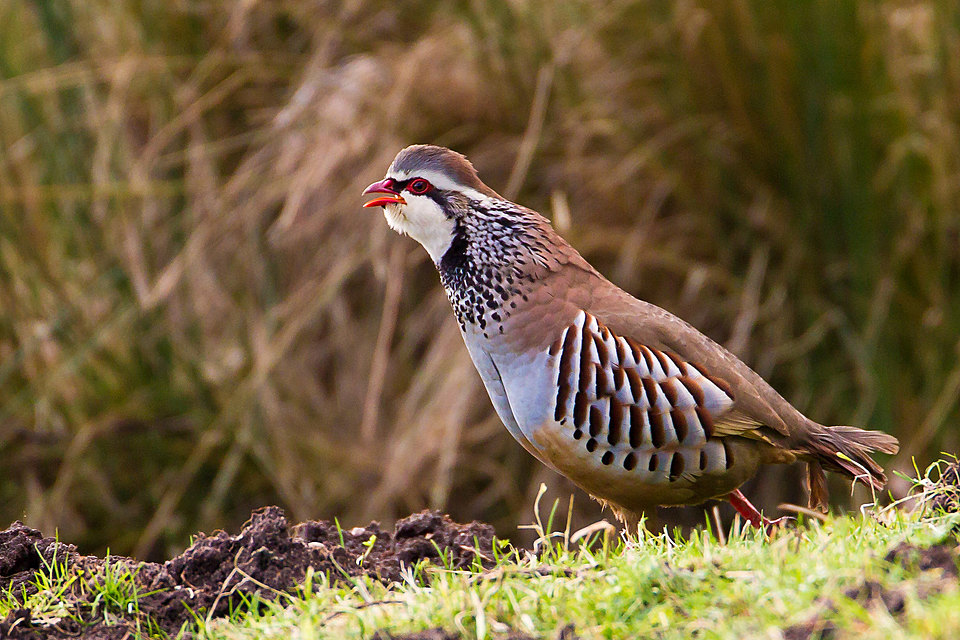 Defra sets out review into releasing gamebirds on protected sites