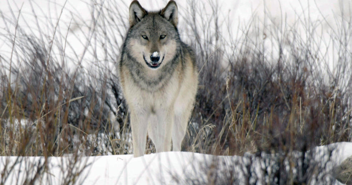 The return of wolves to Yellowstone Park
