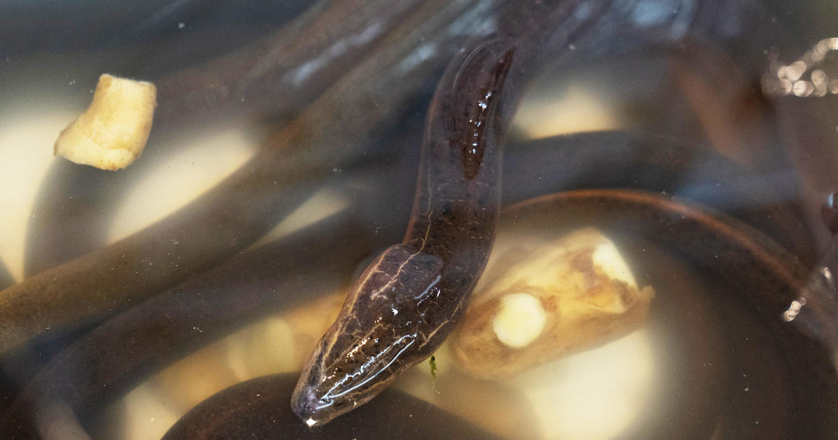 "Big pile" of eels dumped at lake in Brooklyn park