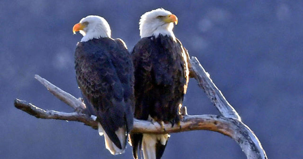 Lead from ammunition left behind by hunters posing risk for bald eagles