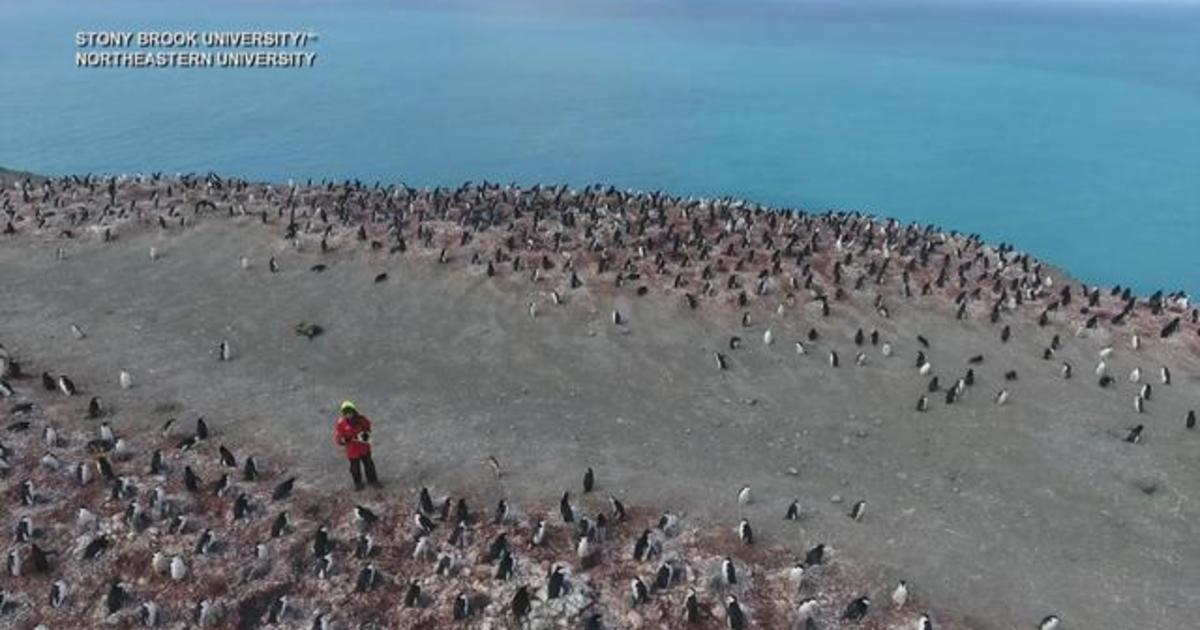 How climate change is impacting Antarctica's ecosystem