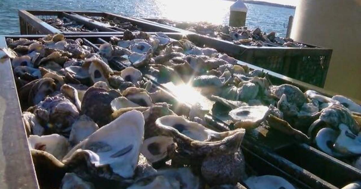 Inside efforts to restore the Chesapeake Bay's oyster population