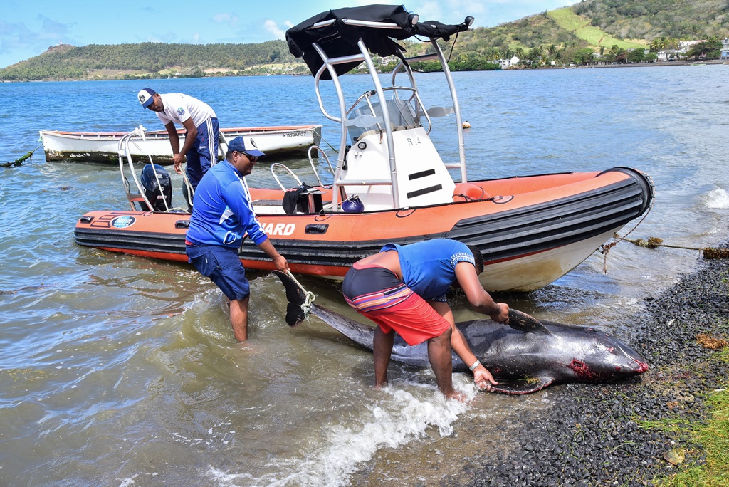 News24.com | Mauritius fishermen battle to save dozens dolphins near oil spill