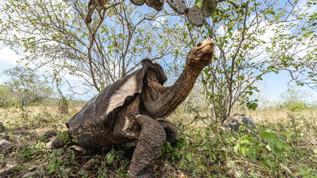 These tortoises saved their species from extinction. Now they're back home