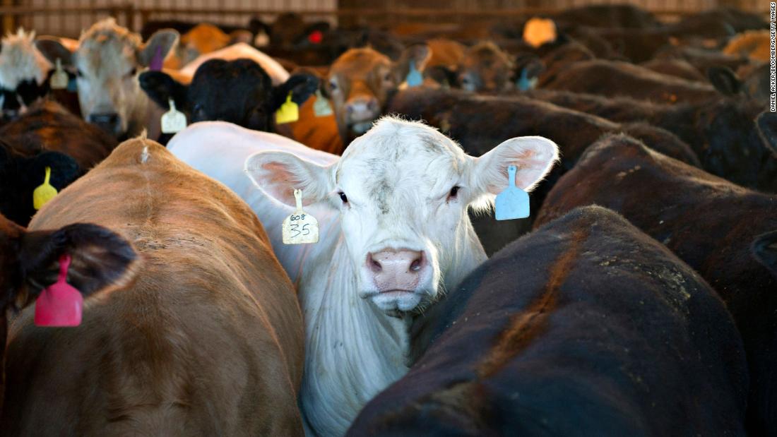 Burping cows are fueling the climate crisis. This company says it's got a solution