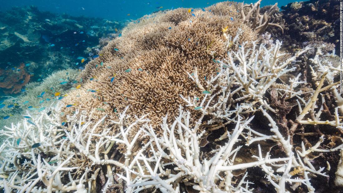 Great Barrier Reef suffers sixth mass bleaching event with 91% of reefs surveyed affected