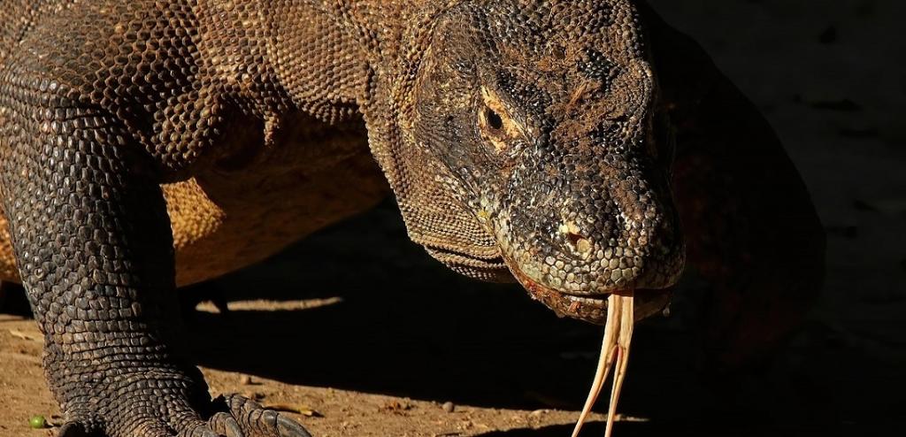 Global Eco Watch: Komodo dragons could become extinct soon due to climate change