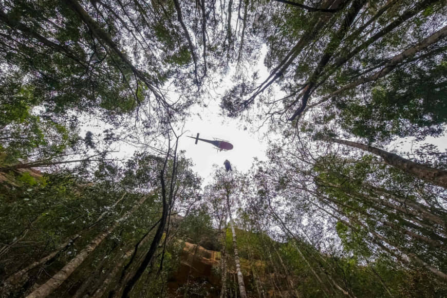 Secret mission saves Australia’s ‘dinosaur trees’ from bush fires
