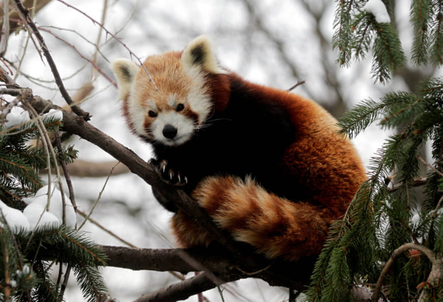The red panda is actually two separate species, genetic study says