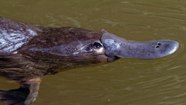 Climate change threatens platypus extinction, study finds