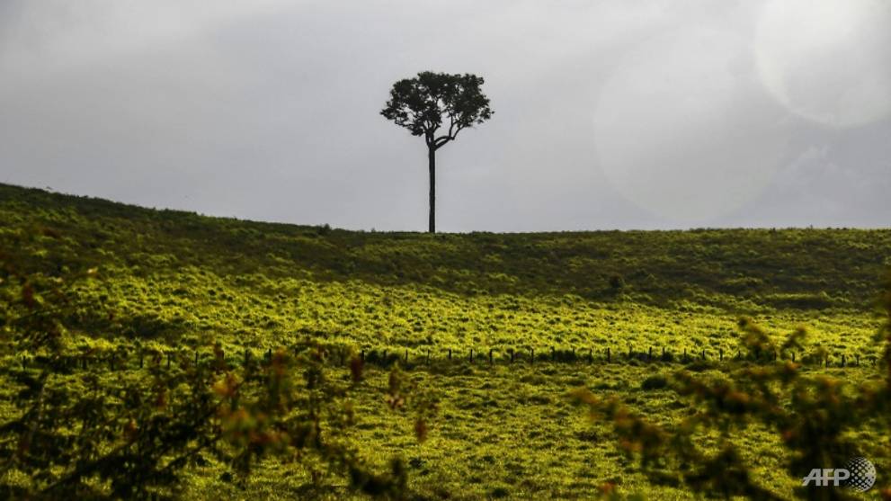 Deforestation in Brazil's Amazon up 85% in 2019