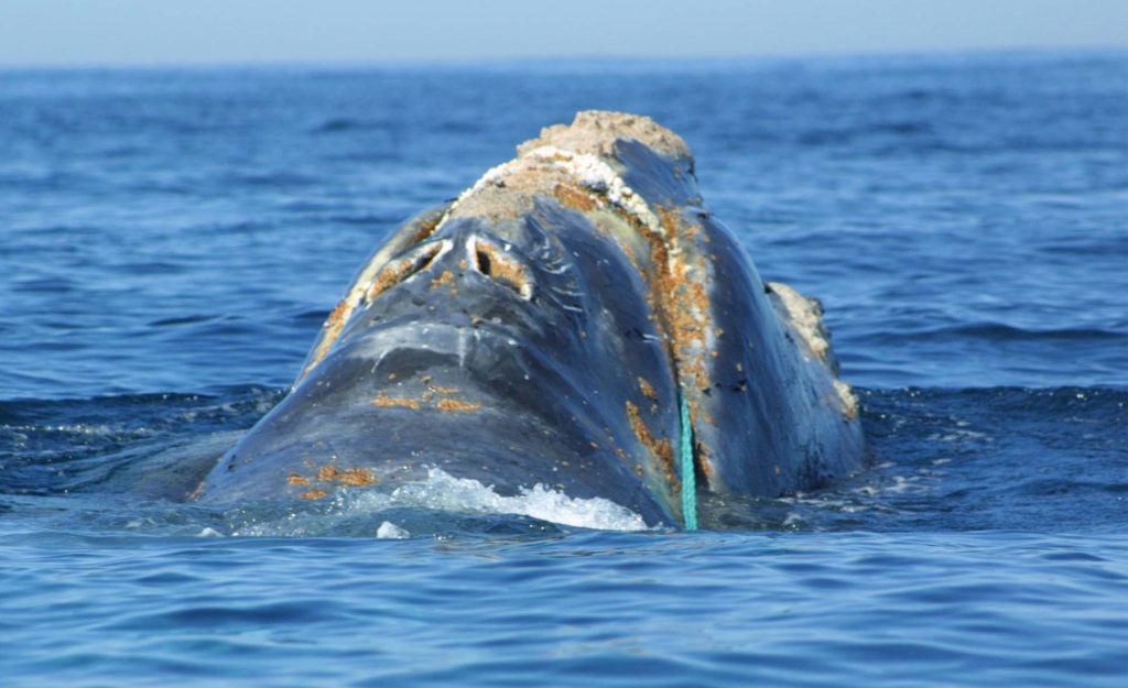 Court reinstates ban on lobster fishing near Maine to save whales