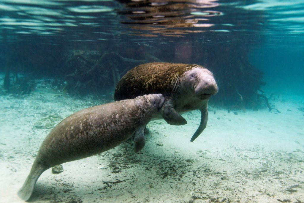 Florida's starving manatees fed 55 tons of lettuce after pollution killed seagrass