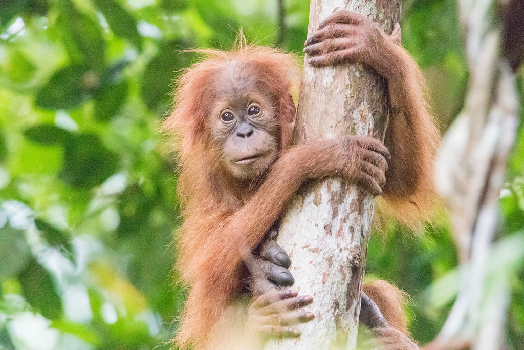 犧牲印尼紅毛猩猩棲地 滿足全球棕櫚油市場 報告再揭企業毀林