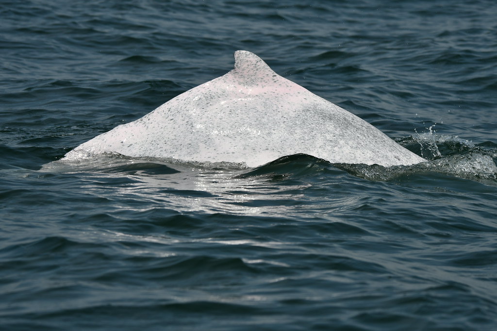 調查白海豚 空拍監測助建檔