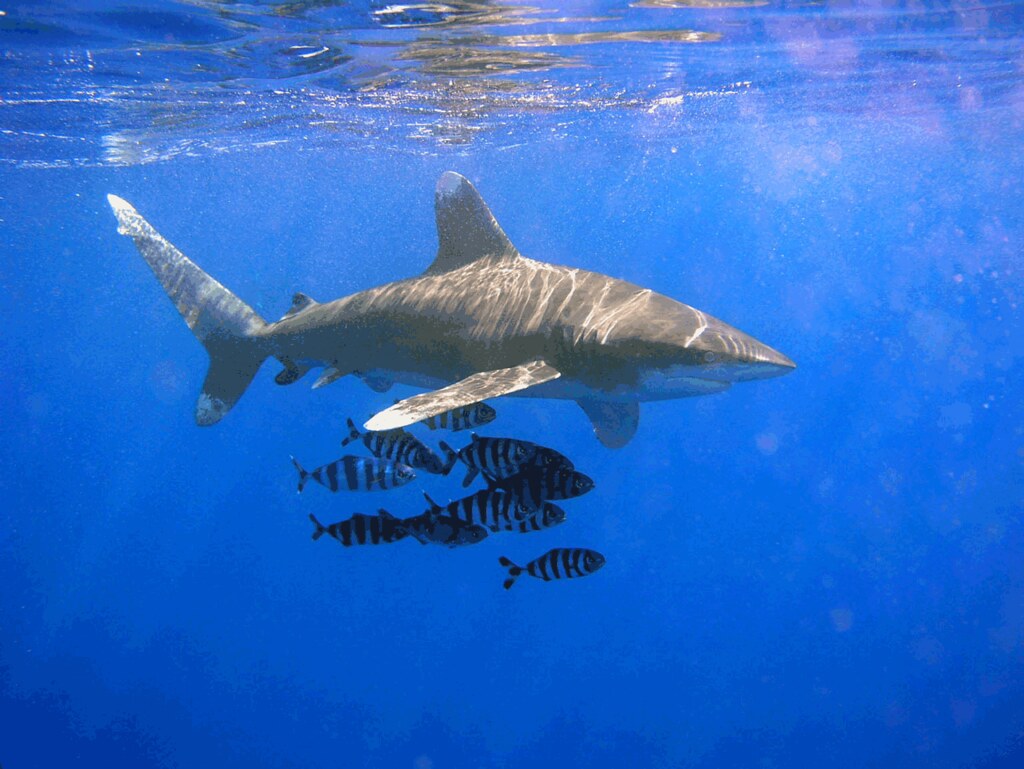 研究首揭過漁真相 鯊魚魟魚族群全球衰退 半世紀以來減70%