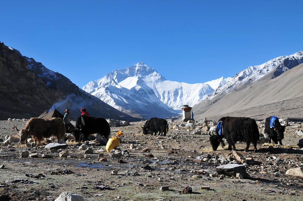西藏「雪域」將不復見 氣候研究人員疾呼 高原暖化列入COP26議程