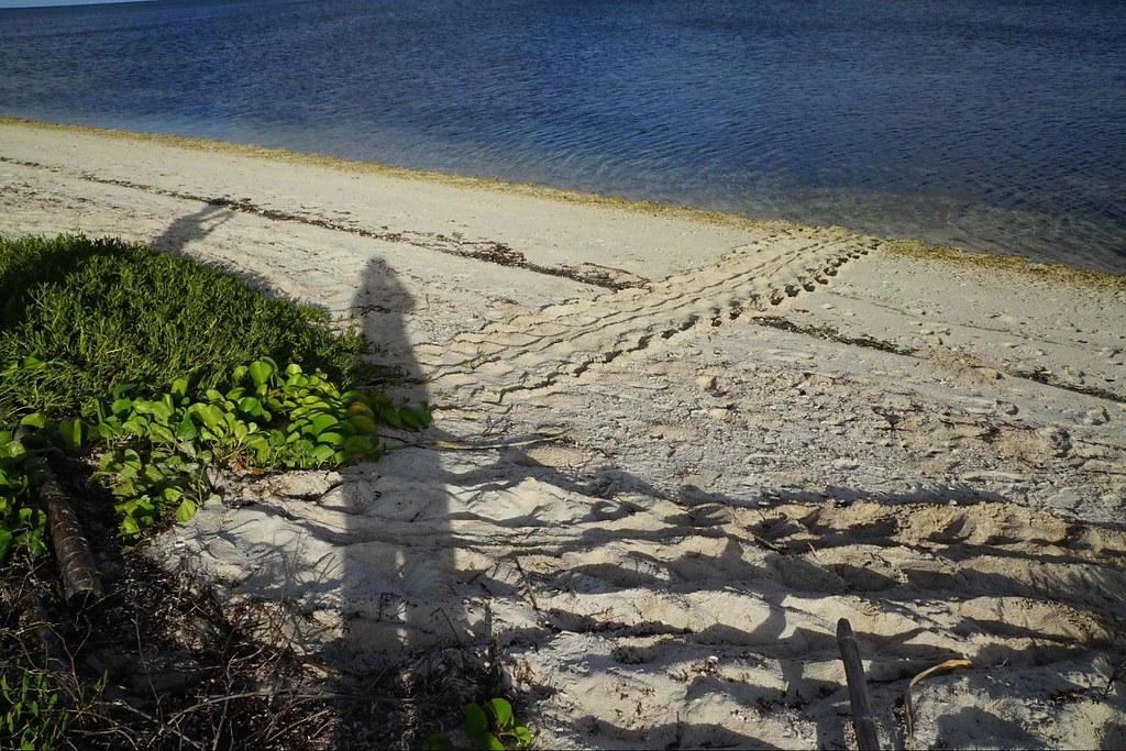 東沙島再出現海龜上岸產卵 海管處放置警示防止破壞