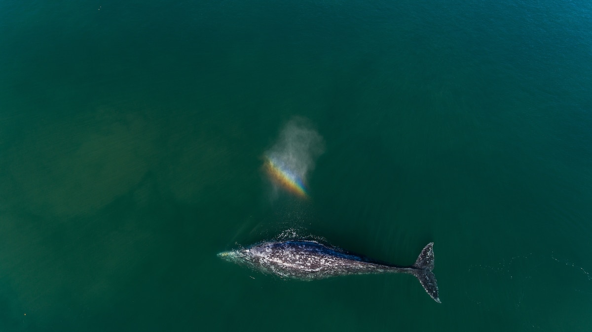Why are so many gray whales dying in the Pacific?
