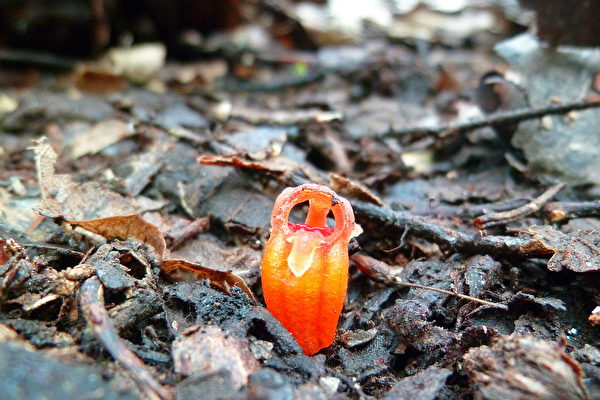 珍稀“仙女灯笼”新植物藏身马来西亚雨林