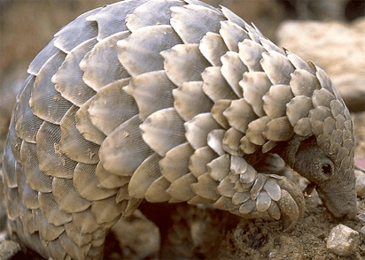Nearly 900,000 pangolins trafficked in Southeast Asia ―Watchdog