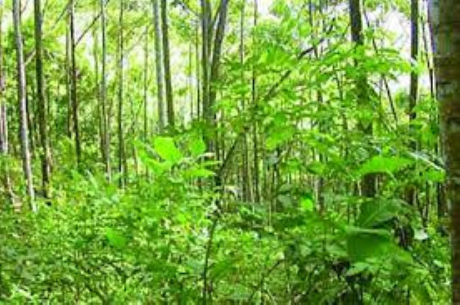 Climate Change: Govs partner FG to plant 25m trees
