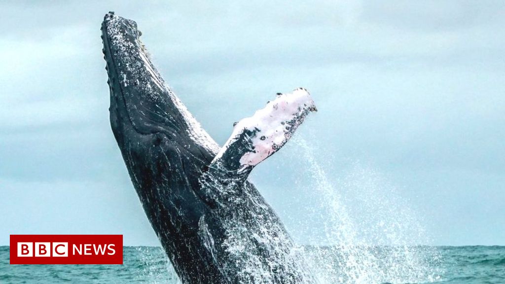 'Real and imminent' extinction risk to whales