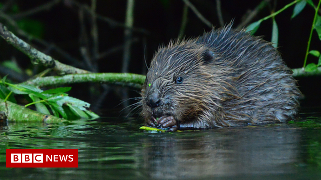 River Avon wild beaver family sighting 'extremely significant'